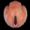 Fantasy Creature Blowfish Stroker Silicone Onahole Masturbator 1.45kg Male Masturbators -Masturbation Sleeves Buy Sex Toys in Singapore LoveisLove U4Ria