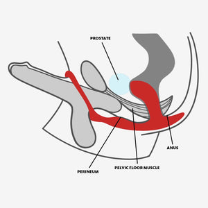 Fun Factory Bootie Ring Silicone Prostate Stimulator With Cock Ring (New Design)